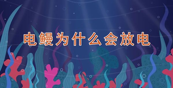 电鳗为什么会放电