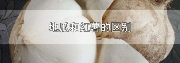 地瓜和红薯的区别