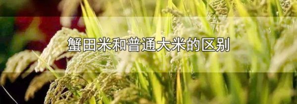蟹田米和普通大米的区别