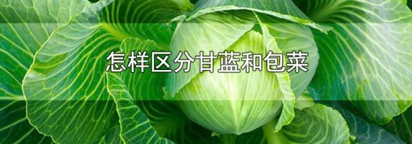 怎样区分甘蓝和包菜