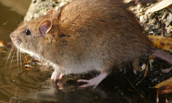 家里老鼠太多怎么消灭