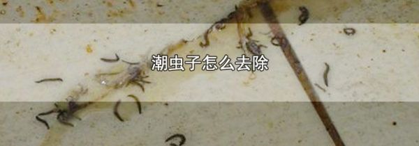 潮虫子怎么去除