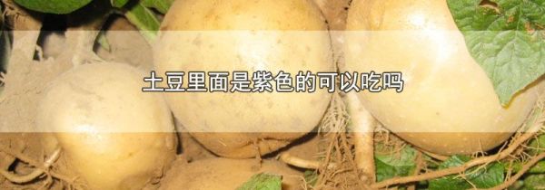 土豆里面是紫色的可以吃吗