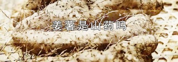 姜薯是山药吗