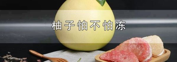 柚子怕不怕冻