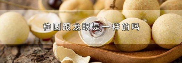 桂圆跟龙眼是一样的吗