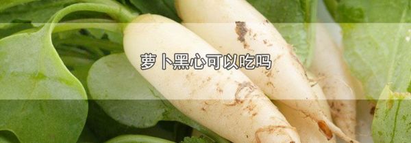 萝卜黑心可以吃吗
