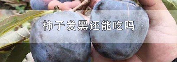 柿子发黑还能吃吗