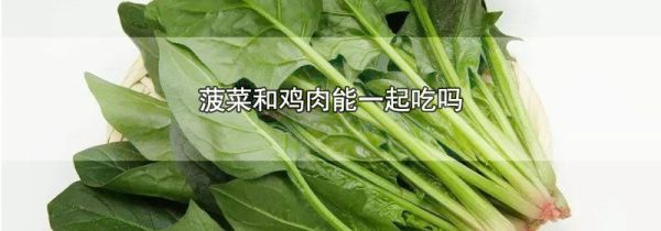 菠菜和鸡肉能一起吃吗