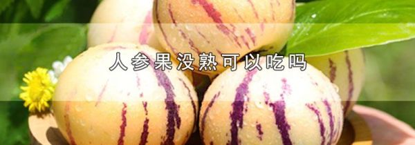 人参果没熟可以吃吗