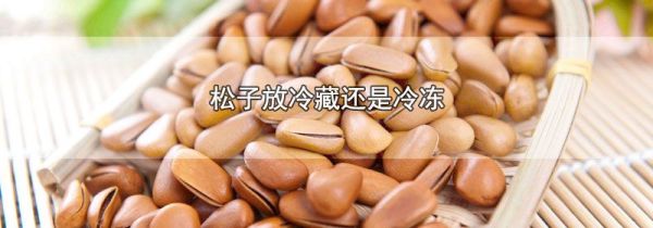 松子放冷藏还是冷冻
