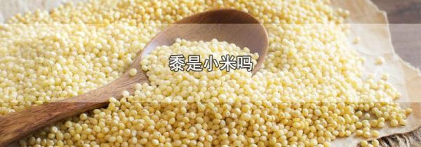 黍是小米吗