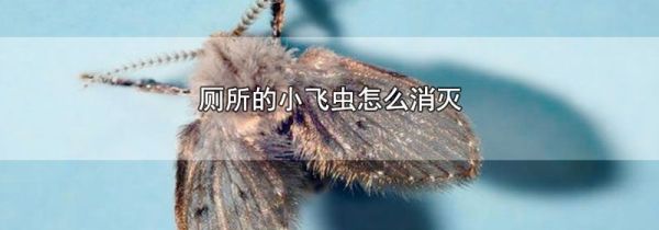 厕所的小飞虫怎么消灭