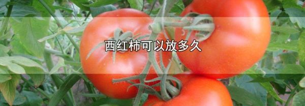 西红柿可以放多久