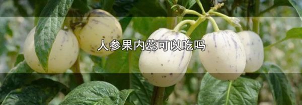 人参果内蕊可以吃吗