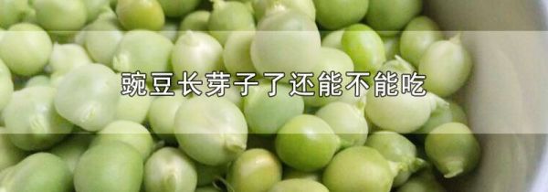 豌豆长芽子了还能不能吃