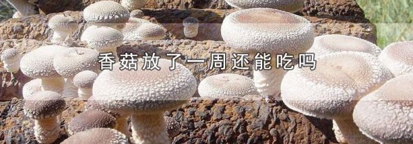 香菇放了一周还能吃吗