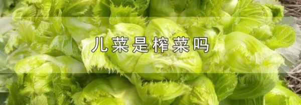 儿菜是榨菜吗