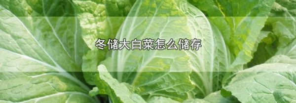 冬储大白菜怎么储存