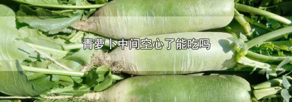 青萝卜中间空心了能吃吗