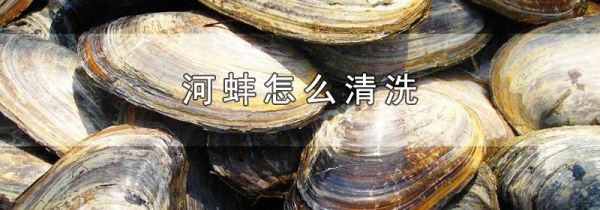 河蚌怎么清洗