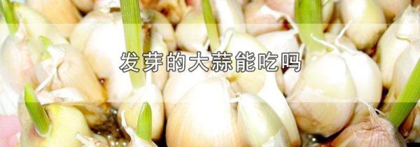 发芽的大蒜能吃吗