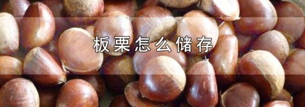 板栗怎么储存