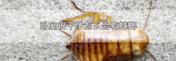 卧室很干净怎么会有蟑螂