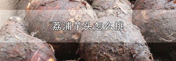 荔浦芋头怎么挑