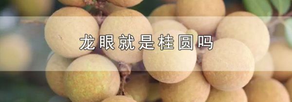 龙眼就是桂圆吗