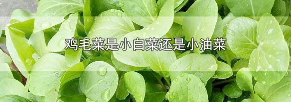 鸡毛菜是小白菜还是小油菜