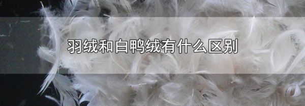 羽绒和白鸭绒有什么区别