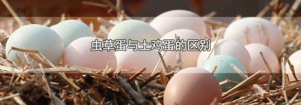 虫草蛋与土鸡蛋的区别