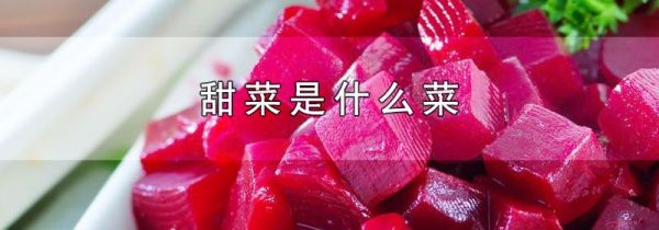 甜菜是什么菜
