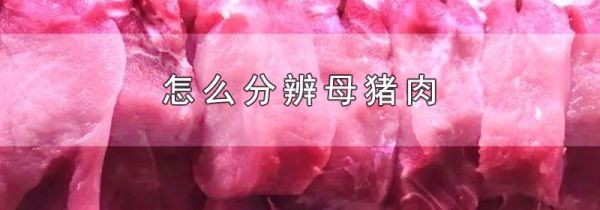 怎么分辨母猪肉