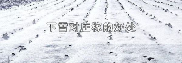 下雪对庄稼的好处