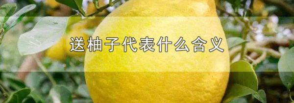 送柚子代表什么含义