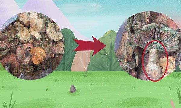 蘑菇里面黑了还能吃吗