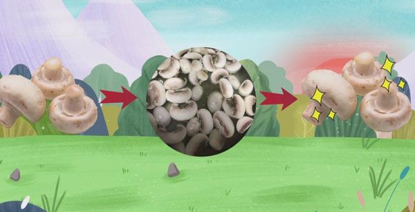 新鲜口蘑需不需要焯水