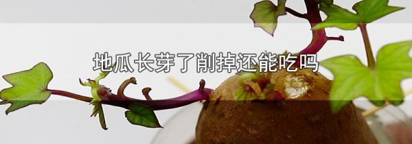 地瓜长芽了削掉还能吃吗