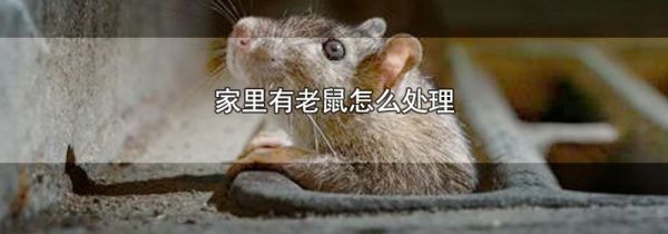家里有老鼠怎么处理