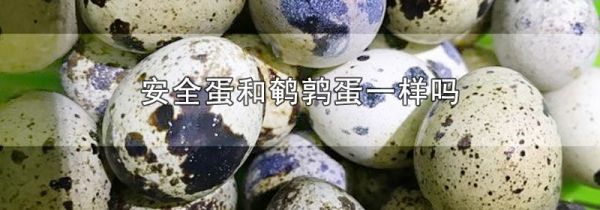 安全蛋和鹌鹑蛋一样吗