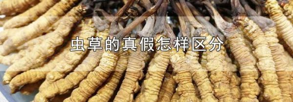 虫草的真假怎样区分