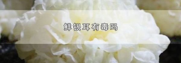 鲜银耳有毒吗