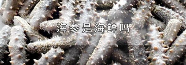 海参是海鲜吗