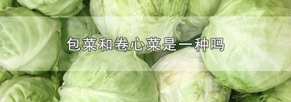 包菜和卷心菜是一种吗