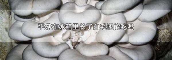 平菇在冰箱里长了白毛还能吃吗