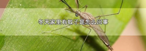 冬天家里有蚊子是怎么回事