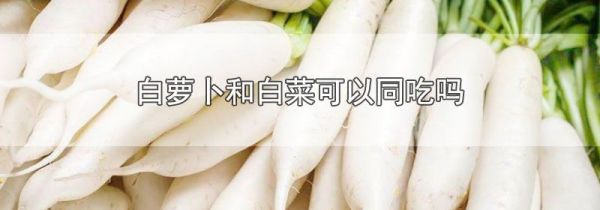 白萝卜和白菜可以同吃吗