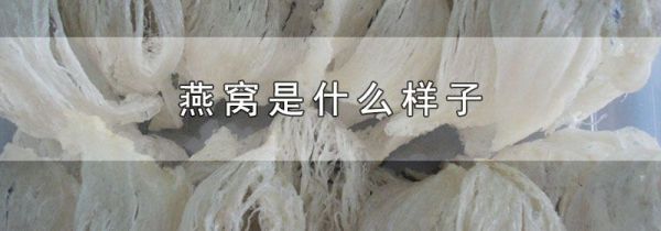 燕窝是什么样子